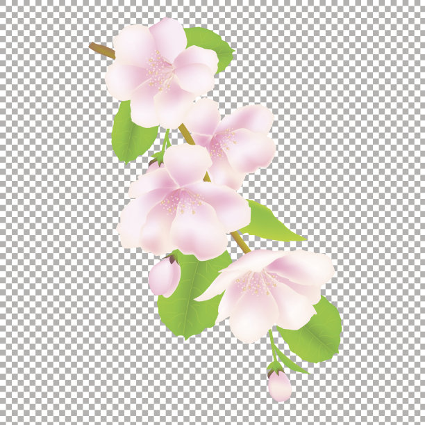 苹果树花图片下载