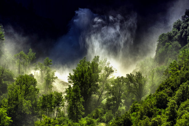 潮湿的森林图片下载