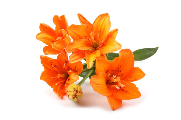 橙色的百合花图片下载