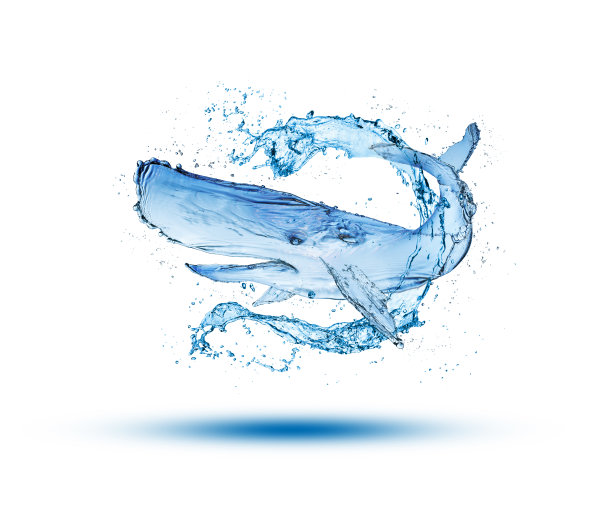 鲸鱼水飞溅从水隔离在白色背景。图片下载