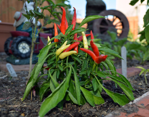 许多美杜莎辣椒图片下载