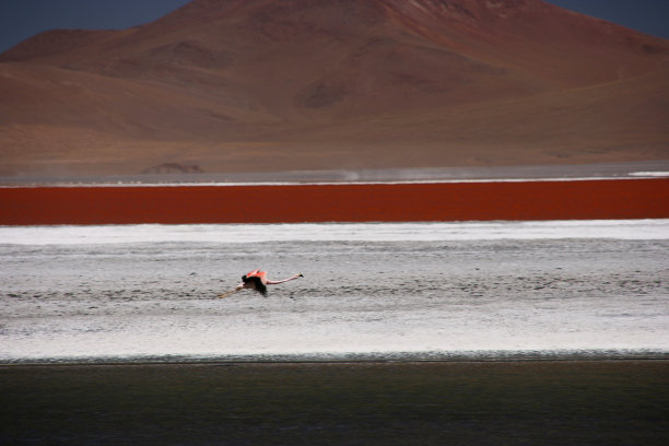 玻利维亚Altiplano高原上五彩缤纷的科罗拉多湖上的火烈鸟图片下载
