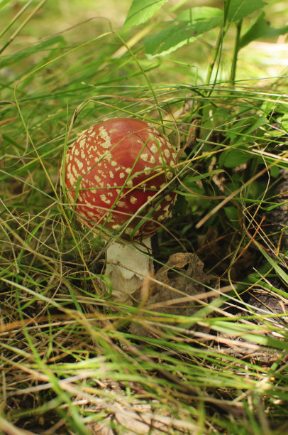 飞行伞菌图片下载