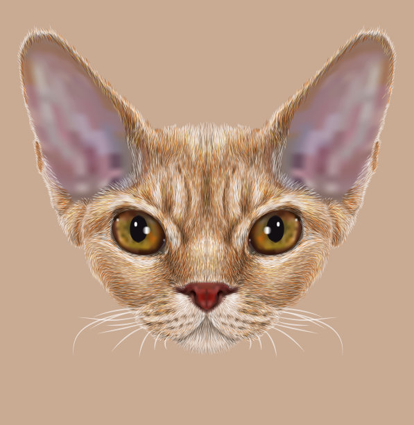 德文郡雷克斯猫的肖像图片下载