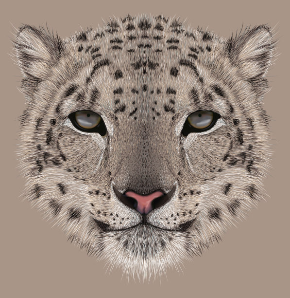 插图雪豹肖像图片下载