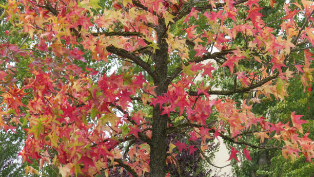 奥克斯图片下载