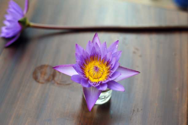 紫色睡莲图片下载