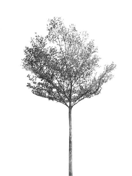 孤立在黑与白的一棵高大的树图片下载