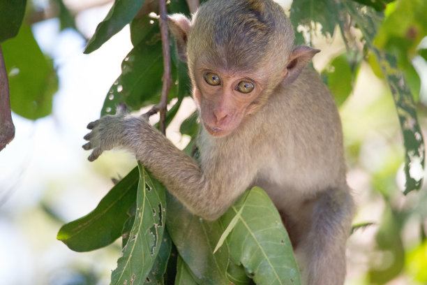 可爱的猴子图片下载