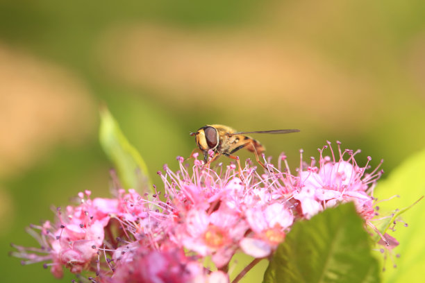 食蚜蝇素材图片
