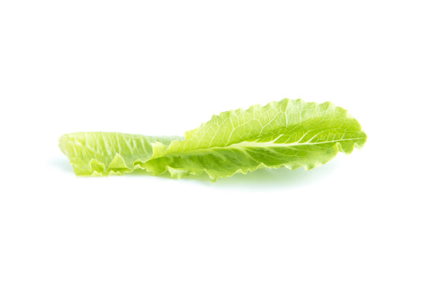 新鲜的绿色生菜叶正面视图图片下载