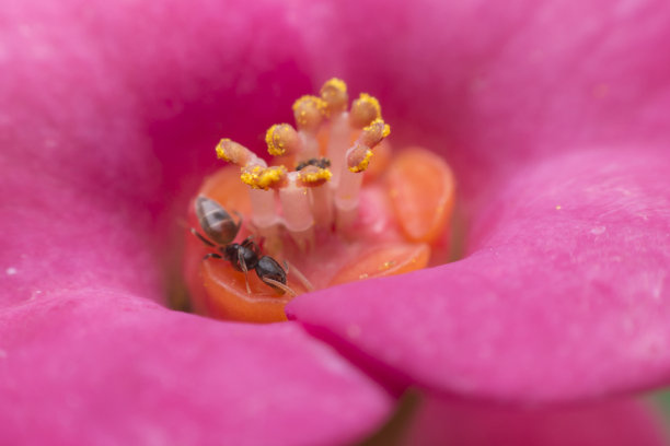蚂蚁从花中采集蜜露图片下载
