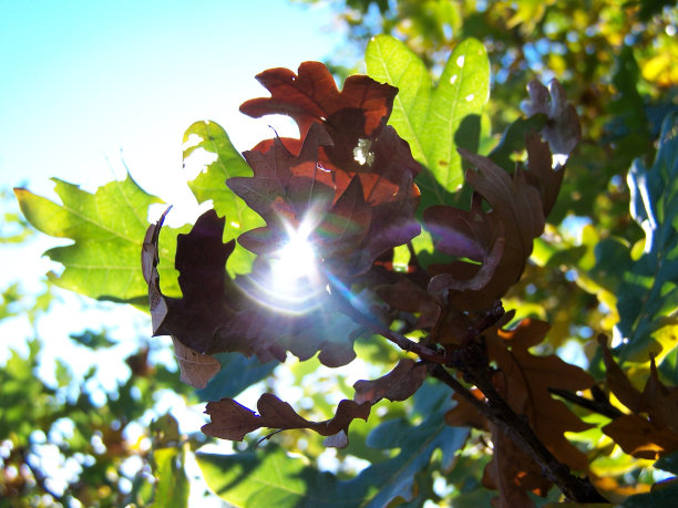秋天橡树叶图片下载