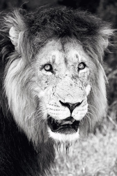 近距离的狮子黑白相间图片下载