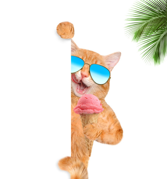 猫在享受冰淇淋。图片下载