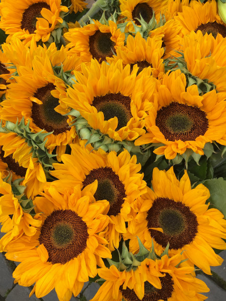 向日葵素材图片