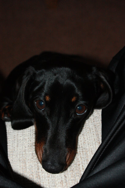 迷你腊肠犬图片下载