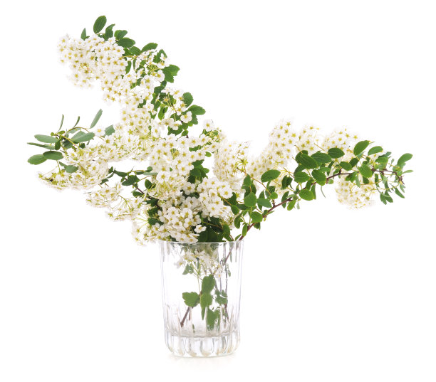 樱花。图片下载