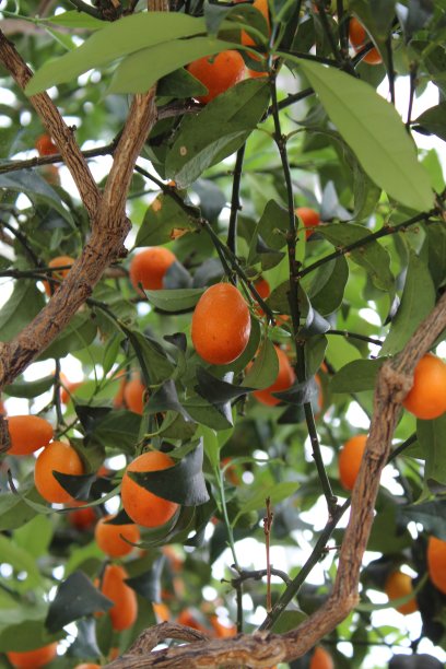 长木花园的Mandarinquat树图片下载