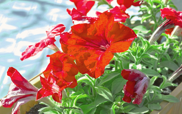 红色矮牵牛花盆中，绿色茎柔焦点图片下载