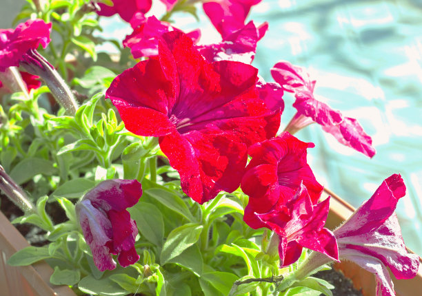 红色矮牵牛花盆中，绿色茎柔焦点图片下载