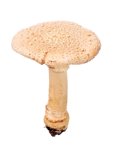 淡粉色腮红孤立在白色上图片下载