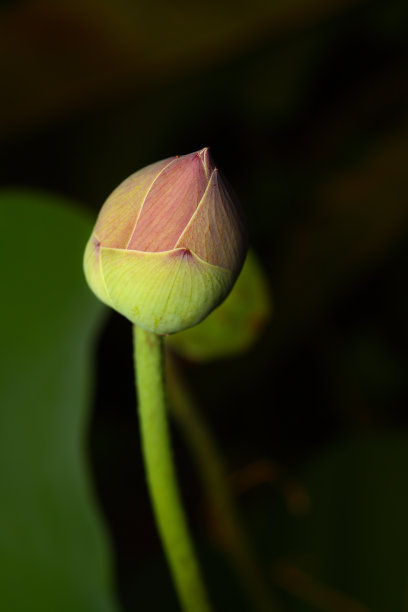 Lotus关闭。图片下载