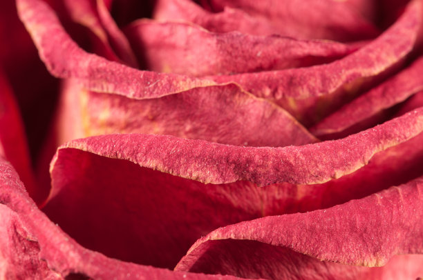 干玫瑰花瓣图片下载