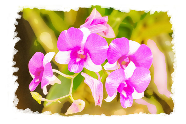 美丽的紫色兰花花，水彩纸图片下载