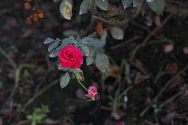 秋天花园里的玫瑰图片下载