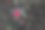 秋天花园里的玫瑰图片下载