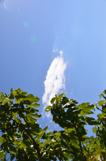 无花果夏天的叶子图片下载