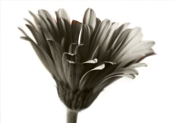 非洲菊黑白两色图片下载