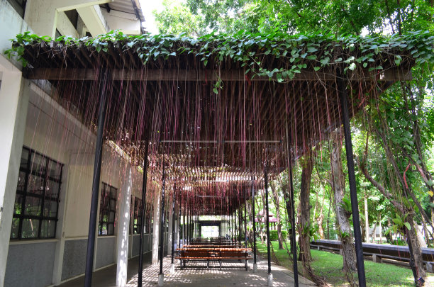 种植于休闲区的木条上的气生根植物图片下载