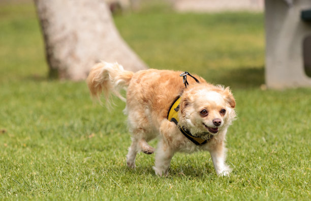 吉娃娃狗混合图片下载