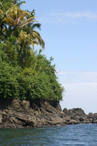 悬崖上的棕榈树图片下载