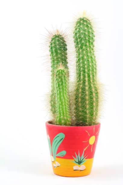 花盆里的仙人掌图片下载