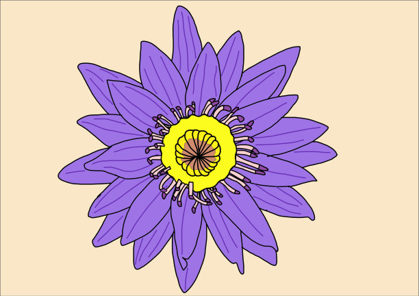 紫莲花插图图片下载