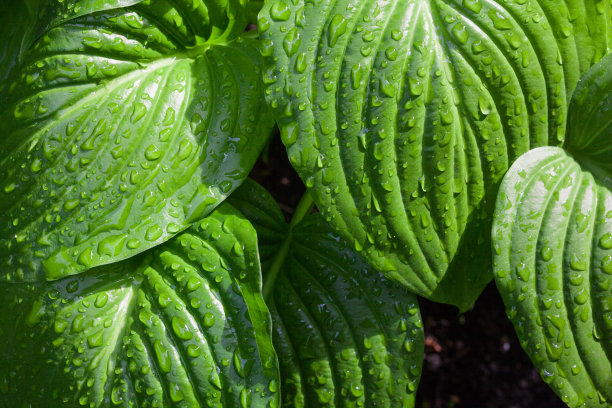 玉簪绿叶带露珠素材图片