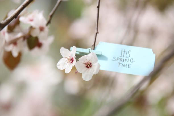 春天的概念。模糊的背景照片。图片下载