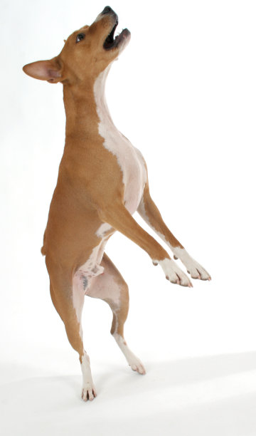 跳basenji图片下载