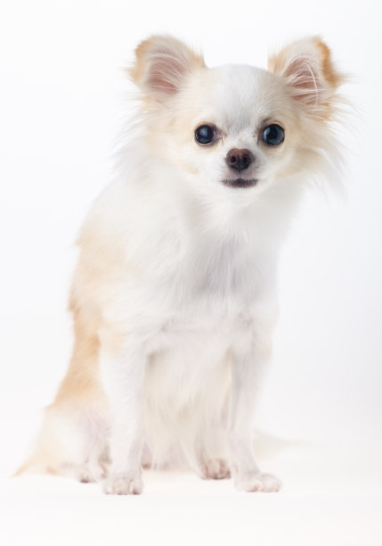 吉娃娃长毛犬图片下载