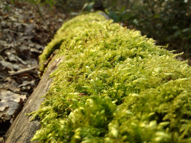 苔藓日志图片下载