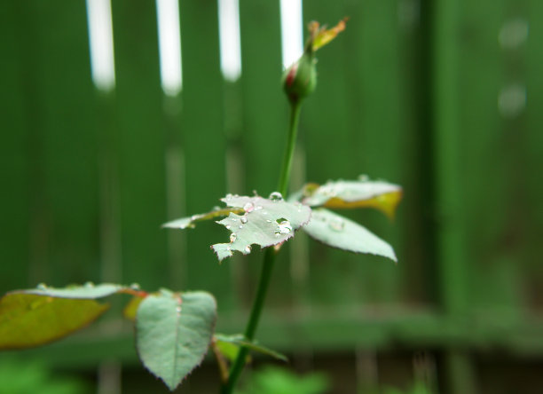 雨滴落在玫瑰叶子上图片下载