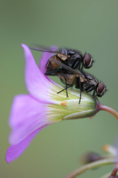 苍蝇图片下载