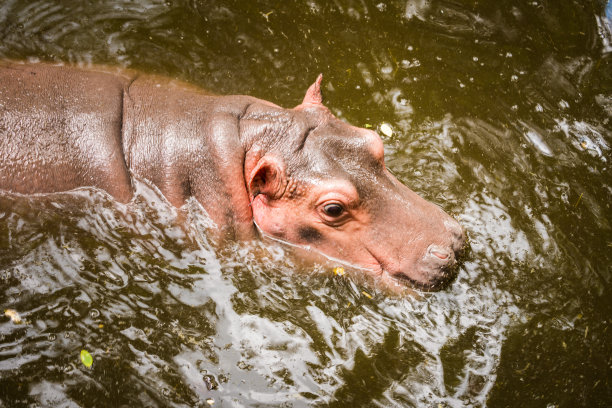 河马图片下载