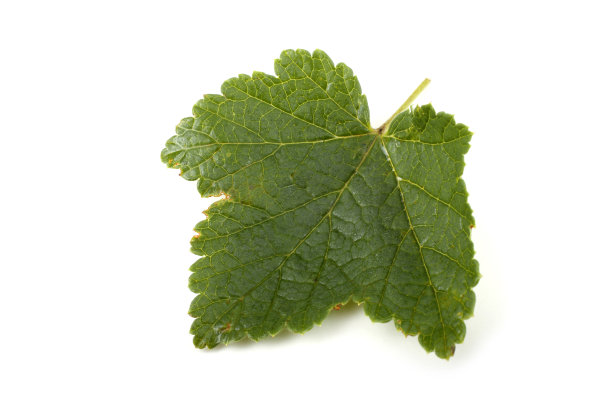 红醋栗叶图片下载