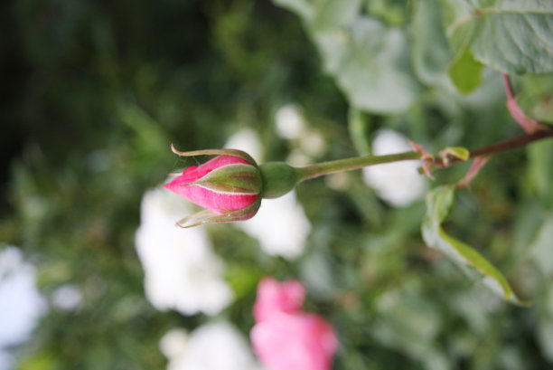 粉色玫瑰图片下载