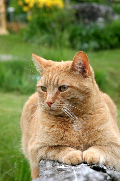 原木上的橙色猫图片下载