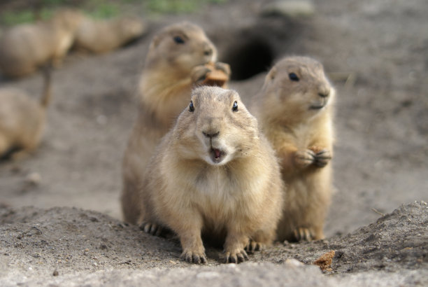 三个苏式面包图片下载